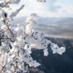 Rêver du mois de janvier