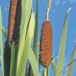 Rêver de quenouille