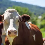 Rêver d'une vache