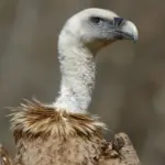 Rêver à un vautour