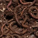 Rêver d'un ver de terre