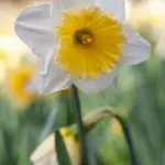 Rêver d'une jonquille