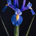 Rêver d'un iris (fleur)